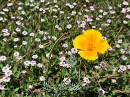 Image result for Lippia plicata