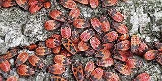 Da auch tiere energie aus stärkehaltigen produkten gewinnen, haben es die motten und würmer vor allem auf die zuckerart abgesehen. Feuerwanze Was Ist Das Fur Ein Roter Kafer In Meinem Garten