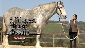 Their normal weight measures from 820 to 910 kg (1,800 to 2,000 pounds). 5 Biggest Horse Breeds World S Biggest Horse Biggest Horse In The World Youtube
