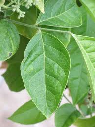 Image result for Clausena