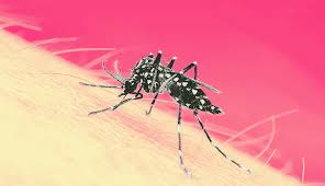 Image result for Dengue