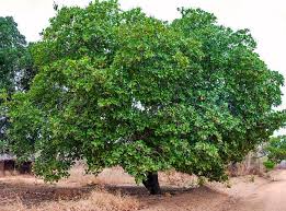 The tree can grow as high as 14 m (46 ft), but the dwarf cultivars, growing up to 6 m (20 ft), prove more profitable, with earlier maturity and greater yields. Nuts About Cashews Tanzania Experience