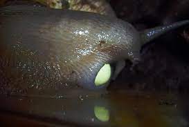 Leave the eggs to hatch naturally. How To Hatch Snail Eggs In 6 Simple Steps With Video Agro4africa