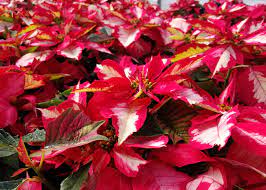 Magical, meaningful items you can't find anywhere else. Abundant Poinsettia Colors Bring Beauty To Holidays Mississippi State University Extension Service