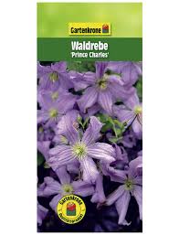 Sie können es auf einen halben meter über dem boden zurückschneiden. Gartenkrone Waldrebe Clematis Viticella Prince Charles Bluten Hellblau Hagebau De