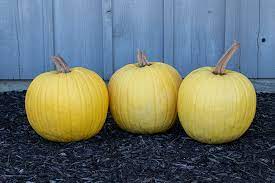 The photos and discussion below will, i hope, illustrate my point. Mellow Yellow Specialty Pumpkins Products Vegetables Rupp Seeds