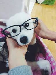 Bts Jimin Ddosun Bts Dogs Bts Jimin