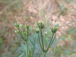 Image result for Torilis