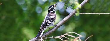 Your browser does not support the audio element. Woodpecker Sounds Of The U S Drumming Calls And More