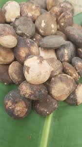 Image result for Telfairia