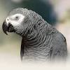 This is a group of small parrots from tropical southern asia. Https Encrypted Tbn0 Gstatic Com Images Q Tbn And9gcrasqpyji 1e8kohc64ujpgpcr1ayqpkbmxylanqdsrcuwgofof Usqp Cau