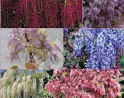 Tree Wisteria Garden Wedding Decorations Flowering Vines Wisteria