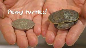 The Truth About Penny Turtles - Youtube