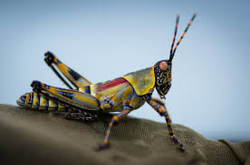 Maybe you would like to learn more about one of these? Wild Facts Sabi Sabi Private Game Reserve Elegant Grasshopper