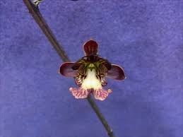 Image result for Oeceoclades saundersiana