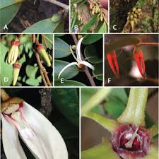 Image result for Xylopia odoratissima