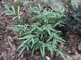 Image result for Pteris