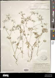 Image result for Apium leptophyllum