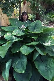 How To Grow Hosta In Florida