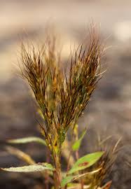 Image result for Trichopteryx