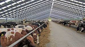 We did not find results for: Why New Zealand Farmers Are Housing Dairy Cows Farmers Weekly