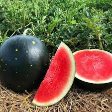 Image result for Citrullus lanatus