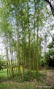 Image result for Oldeania alpina