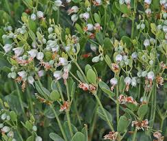 Image result for Zygophyllum cuneifolium