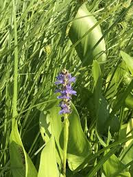 Image result for Pontederia