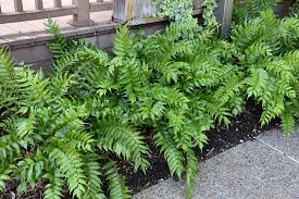 Its relatively fine texture sets it apart from other garden plants with less refined foliage. Japanese Holly Fern Cyrtomium Falcatum In Greensboro High Point Winston Salem Summerfield North Carolina Nc At New Garden Landscaping Nursery