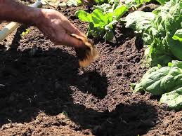 Grow huge plants with coffee grounds! Tropical Gardening Helpline Using Coffee Grounds In Gardens West Hawaii Today