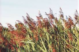Image result for Phragmites