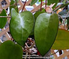 We did not find results for: Wax Plant Hoya Fuscomarginata In The Hoyas Database Garden Org