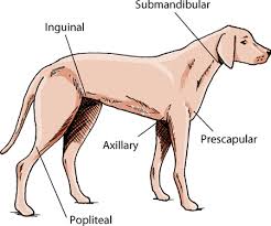 location of lymph nodes in dogs goldenacresdogs com