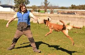 José Almeida, el encantador de perros de Cubillos del Sil