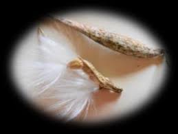 Image result for Cynanchum orangeanum