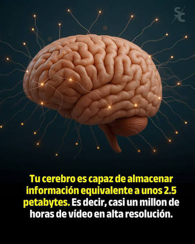 El cerebro humano, es capaz de almacenar hasta 100 terabytes de memoria.  Controla los movimientos, el habla, la inteligencia, la memoria, las  emociones y procesa la información que recibe a diario. ¡Cuídalo! 