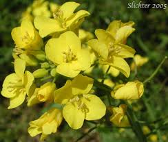 Image result for Brassica