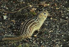 Its home range is small and it forages only a short distance from its nest site. Thirteen Lined Ground Squirrel Wikipedia