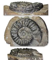 Image result for Pleioceras