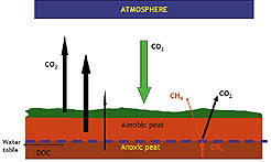 climate change and irish peatlands