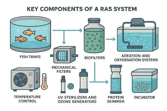 RAS Aquaculture: A Comprehensive Guide to Recirculating Systems