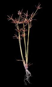 Image result for Cyperus amabilis