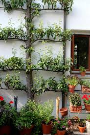 Spalierbirne Terrasse Bepflanzen Hof Landschaften Sommerblumen