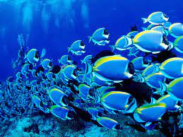 Jalan tengah, jalan p ramlee, jalan puncak, persiaran capsquare, persiaran raja chulan, jalan bangsar utama 3, jalan bukit nanas, lorong p ramlee, persiaran raja chulan road. Blue Coral Aquarium At Kl Tower Home Facebook