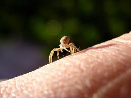 Image result for wolf spider bite skin