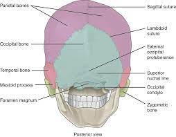 Provides bony architecture to major neurovascular and lymphatic structures. The Skull Anatomy And Physiology