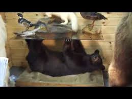 Black bear coffee table woodworking plan two cuddly black bears accent this decorative and functional rustic furniture piece. Alaska To Maine Taxidermy At The Sportsmen Show Zoobird