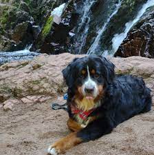 Maybe you would like to learn more about one of these? Bernese Buds Home Facebook