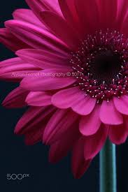 Pin On Flowers In Bloom